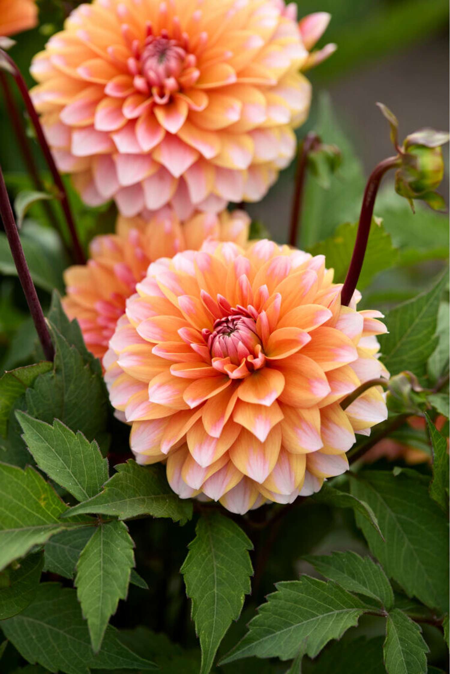 Dahlia 'Peaches & Vanilla'